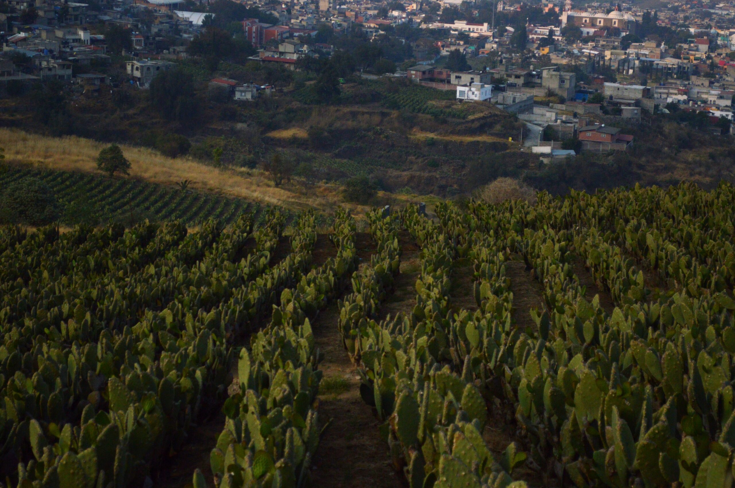 En la Ciudad de México, el cambio climático se relaciona con procesos de urbanización que, a su vez, hacen que mucha gente decida desplazarse tras perder tierras de cultivo y viviendas. Sin embargo, aún hay comunidades como Milpa Alta que se organizan y resisten para preservar sus territorios. Fotografía: Diana H. Gómez